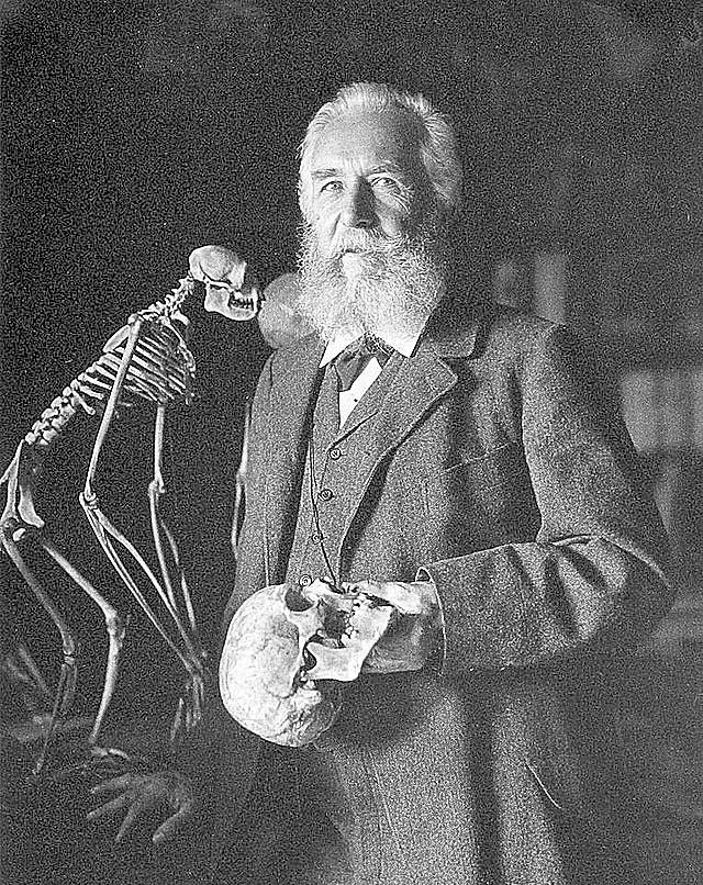 Ernst Haeckel. | L.N.C.