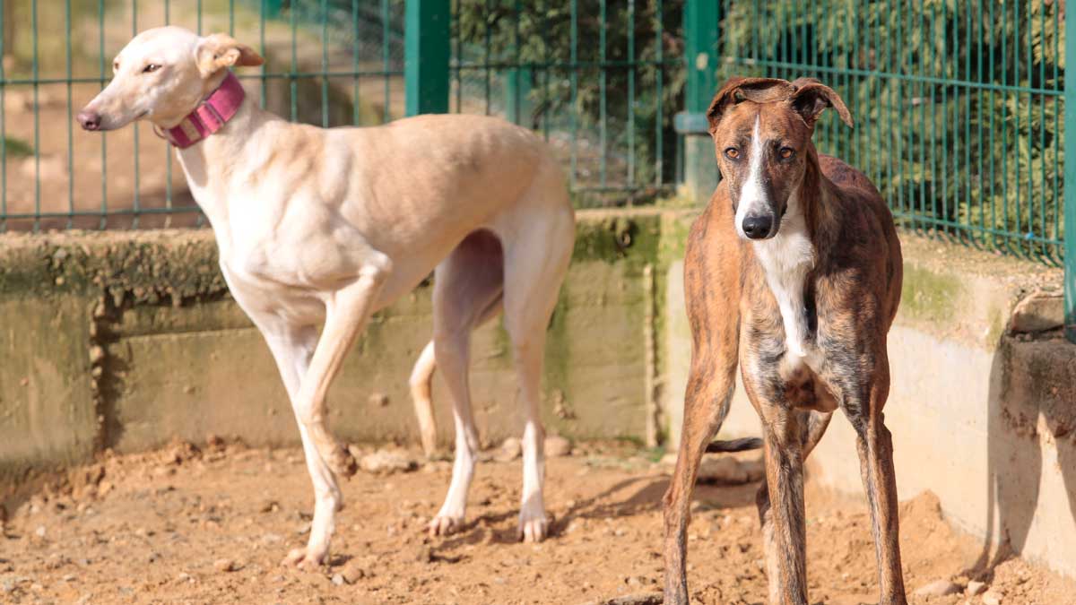 Dos galgos que esperan ser adoptados. | CAMPILLO (ICAL)