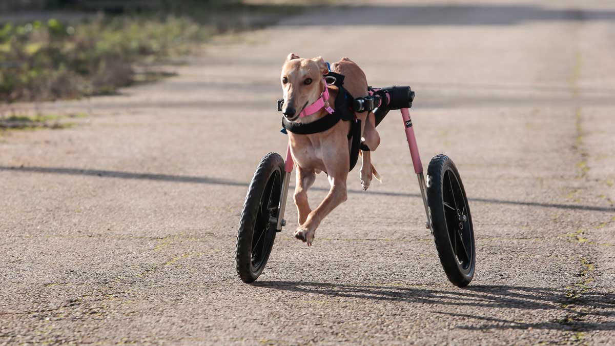 Una de los galgos de la asociación que necesita ayuda. | CAMPILLO (ICAL)