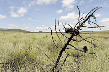 Entre la vegetación que ha crecido sobre el terreno quemado todavía destacan restos negruzcos que recuerdan los efectos de las llamas. | M. PEÑA