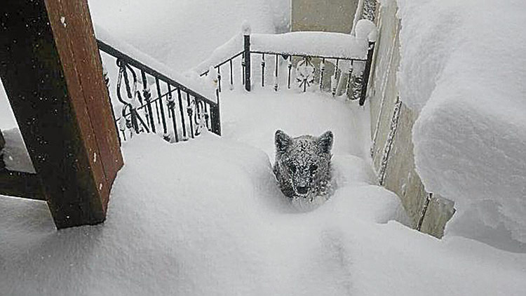 El oso (o perro) que recorrió las redes sociales durante la 'nevadona'.