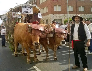 Aladino junto al carro que arrastra Romero, buey campeón de los concursos de la provincia. | ICAL