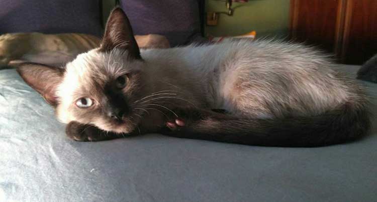 En busca de un hogar. Margarita (o Maggie) vive en una casa de acogida y Argos busca para ella una adopción con la que encontrar a su familia definitiva. Esta asociación leonesa tiene una treintena de animales, la mayoría gatos, en adopción y lo promociona a diario a través de sus redes sociales.