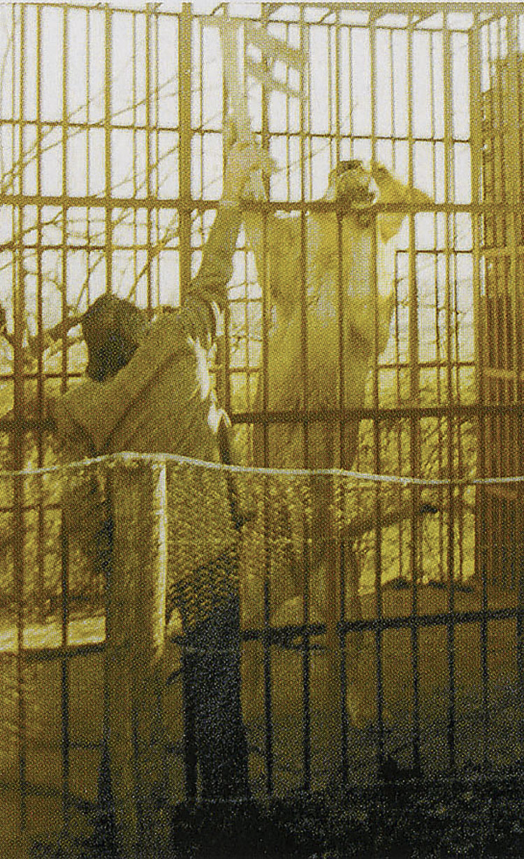 Fue el león más famoso de León y muchos fueron al bar donde estaba solo para verlo, el Lusamar de Santovenia del Monte, que regentaba el padre de Luis Cembranos.